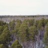 id 00085 Московская область, Люберецкий район, пос. Малаховка, купить лесной участок 36 соток, участок с лесными деревьями.