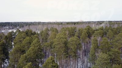id 00085 Московская область, Люберецкий район, пос. Малаховка, купить лесной участок 36 соток, участок с лесными деревьями.
